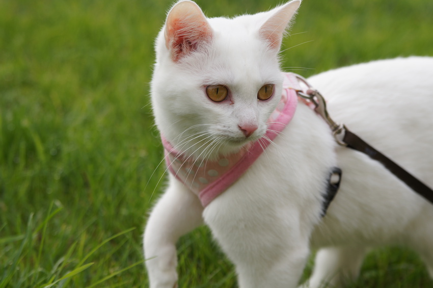 Tendance le sport avec son animal de compagnie